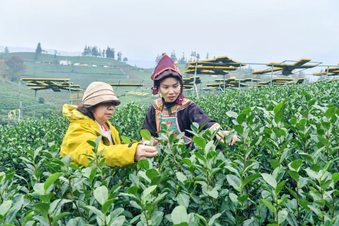 好消息！2025贵州早春茶交易中心开市啦