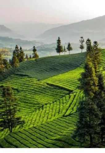 岳龙：茶源谷品牌价值探究