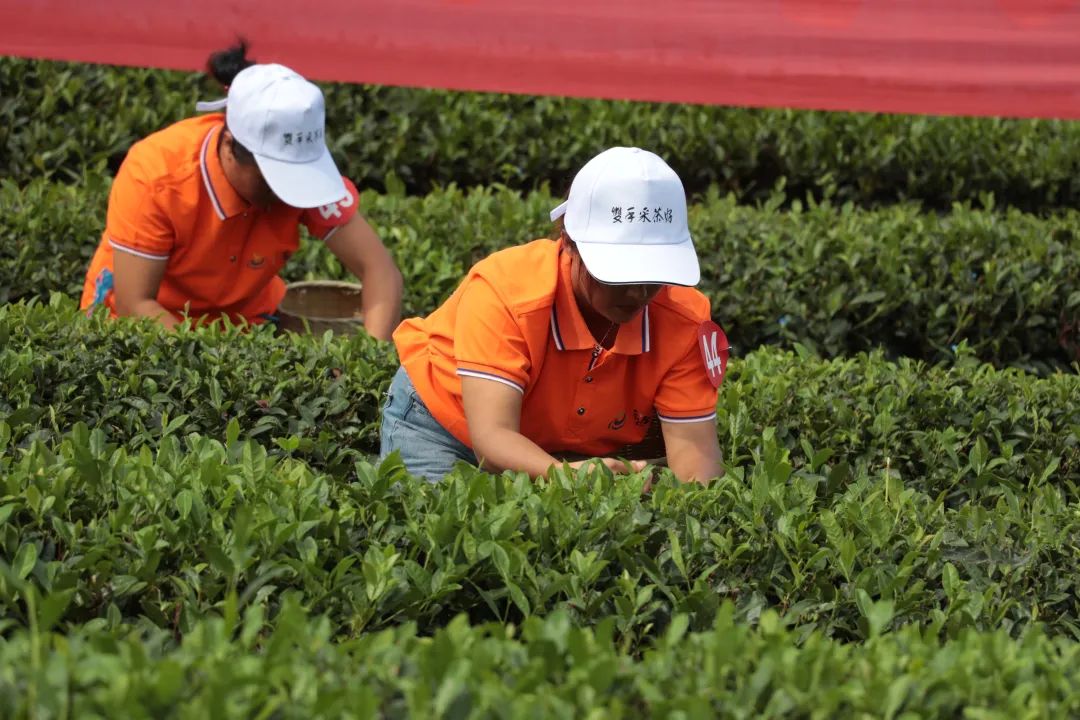 胡继承：黔茶让全中国共享，一定有贞丰的贡献