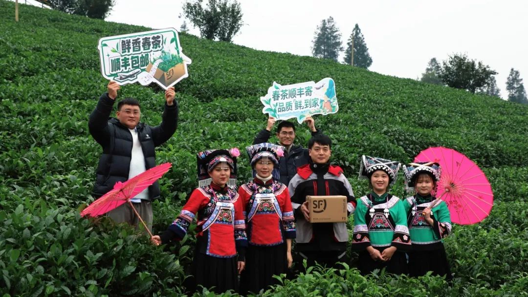 贵州绿茶“鲜”行一步 顺丰速运推出专属防水包装助力黔茶出山