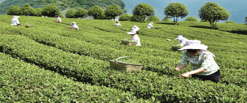 胡继承：茶产业专家团队要聚焦比较优势，聚焦核心竞争力