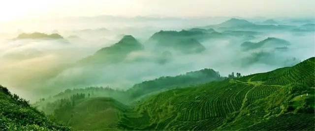 茗动全国！贵州春茶携手华润万家OLE精品商超双线联动