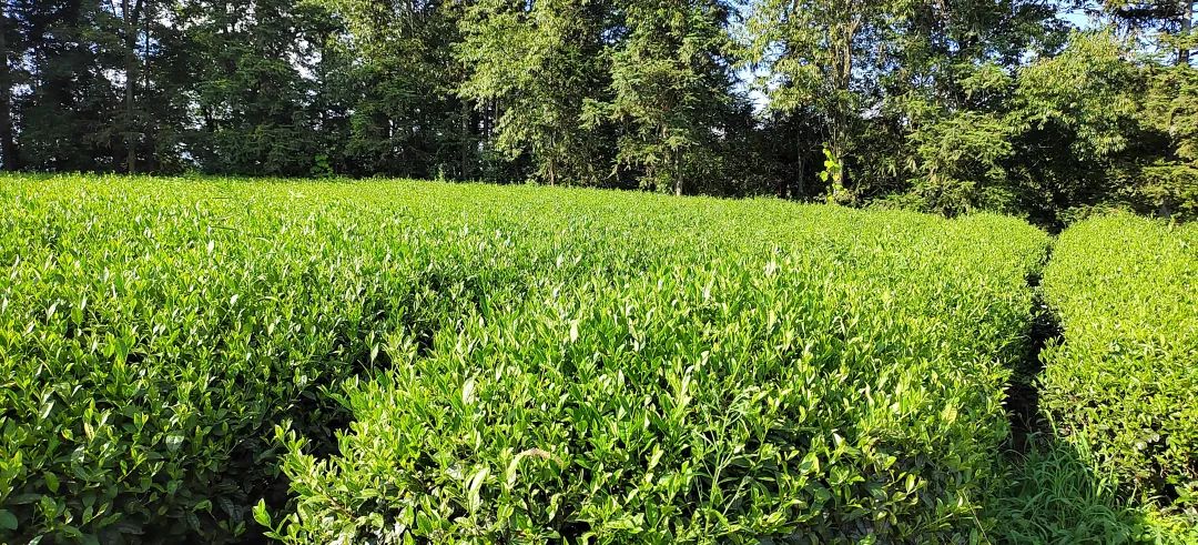 2025贵州新茶饮产品创新大赛丨 茶叶基底篇—— 贵州非遗•湄潭回锅香黄茶