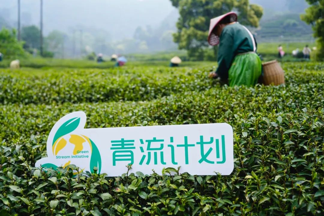 “青流计划”春茶主题捡跑活动落地粤浙茶园，环保公益赋能绿色产业链