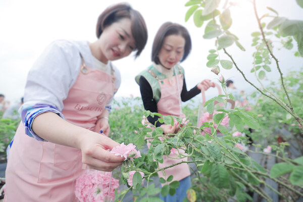 萃雅首届玫瑰溯源之旅：觅境寻真解码东方灵萃