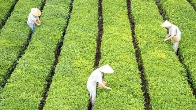“珠遵新茶饮”入选中国品牌案例！粤黔协作“链”出农业更高附加值