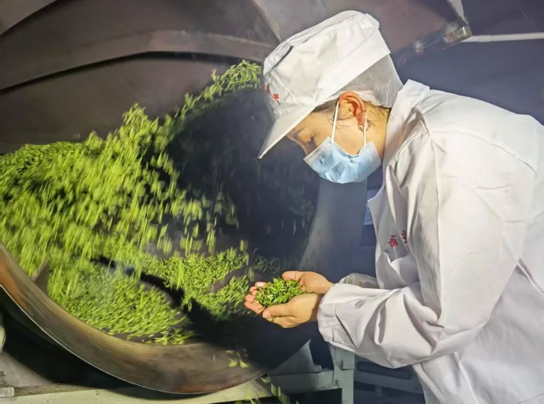 非遗活化的苗岭样本：毛鹃与雷山银球茶的守正创新之道