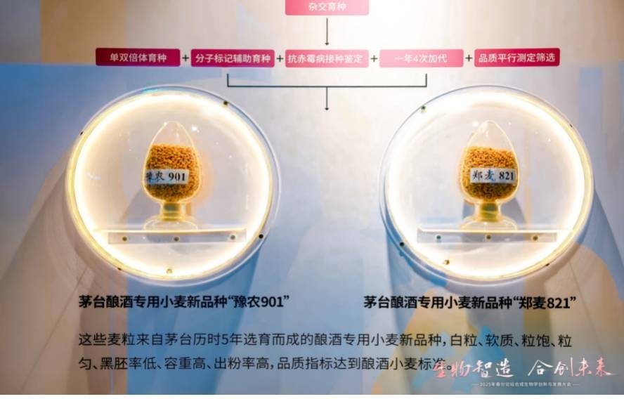 解构茅台曲用小麦评价与选育成果，以原料专业化生产构建产业新“版图”