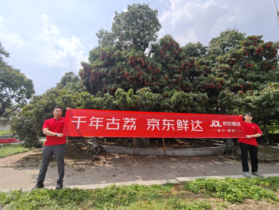 1300岁的荔枝树结的果熟了！京东快递独家承运