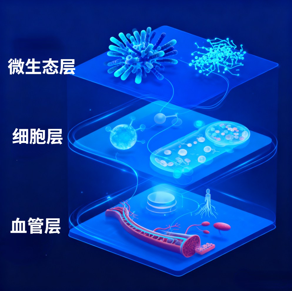 三方共建战略联盟：荷蓬生物携手承葛生物、诺西生物发布“微生态-细胞-血管”全轴式健康优化方案