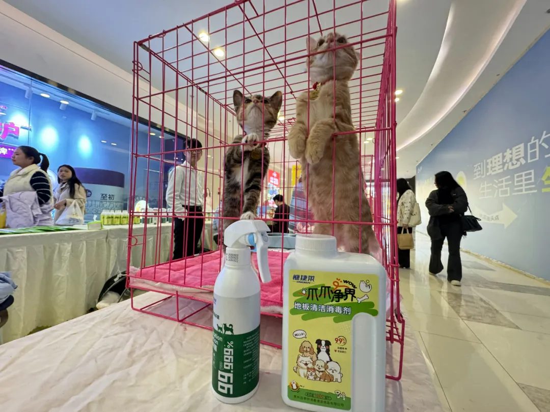 「在线等一个家」饱护计划公益领养活动在贵阳观山湖区云上方舟举行 「在线等一个家」饱护计划公益领养活动在贵阳观山湖区云上方舟举行