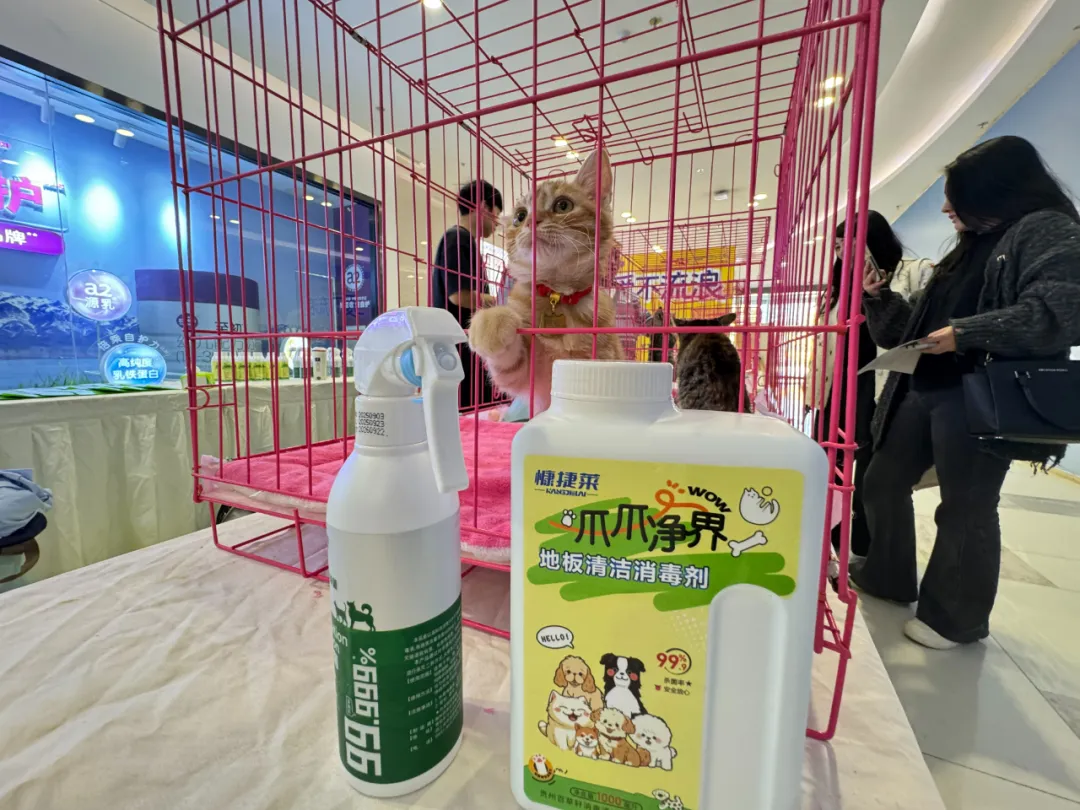 「在线等一个家」饱护计划公益领养活动在贵阳观山湖区云上方舟举行 「在线等一个家」饱护计划公益领养活动在贵阳观山湖区云上方舟举行