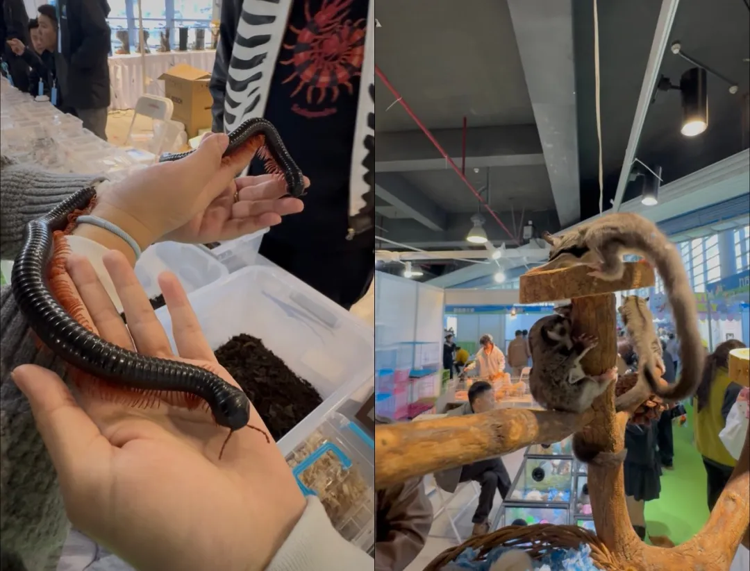 异宠经济爆火！1700万年轻人追捧“冷血萌物”，百亿蓝海藏新需求