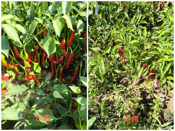 "与麟同行,共创美业",中化化肥发布生物磷肥新品水溶美麟美、麟葆 "与麟同行,共创美业",中化化肥发布生物磷肥新品水溶美麟美、麟葆