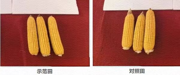 "与麟同行,共创美业",中化化肥发布生物磷肥新品水溶美麟美、麟葆 "与麟同行,共创美业",中化化肥发布生物磷肥新品水溶美麟美、麟葆