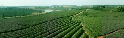 中国消费创新大会北京即将举办 携手羊楼洞引领消费新时代