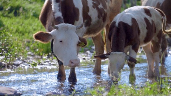和顺肉牛：品牌发展“犇”新篇，擘画乡村振兴新图景