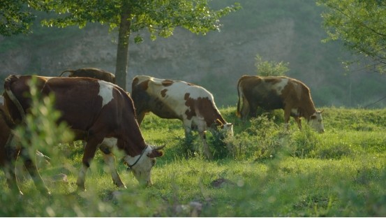 和顺肉牛：品牌发展“犇”新篇，擘画乡村振兴新图景