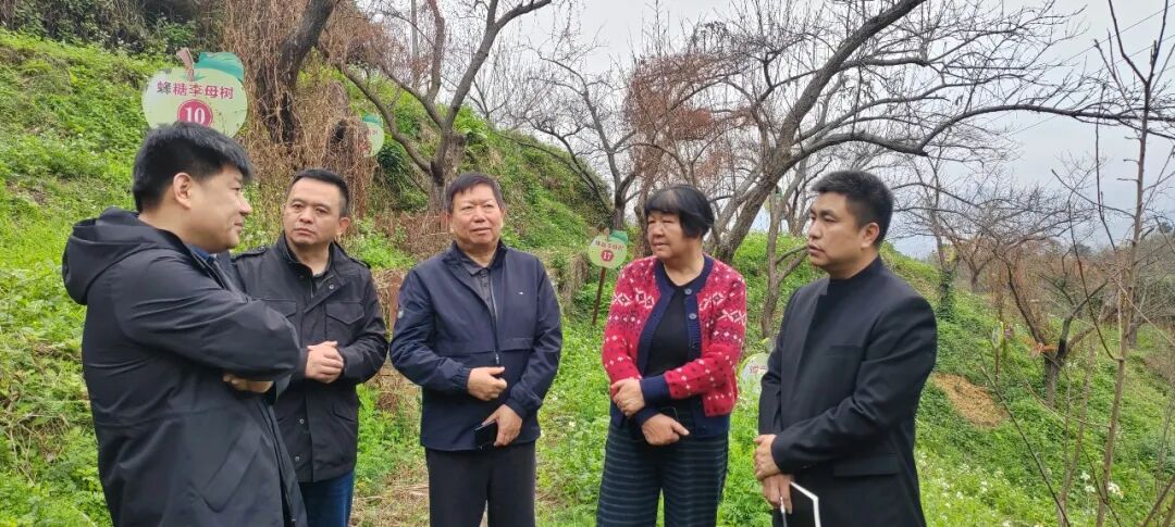 中国起源地品牌“中华源字号”蜂糖李产品品牌评定工作会议召开