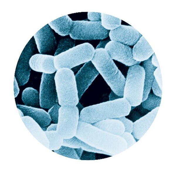 新春"马"上添活力,养乐多新春限定包装踏福而来 新春"马"上添活力,养乐多新春限定包装踏福而来