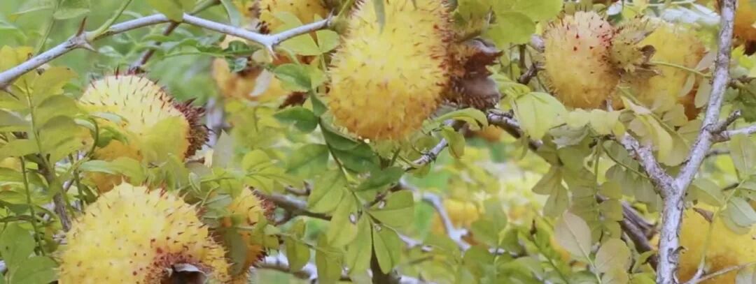 走进“专精特新” | 数智赋能“野果”成金 实业兴黔彰显担当——贵州山王果集团引领特色工业高质量发展纪实