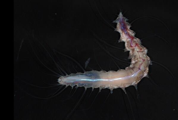 科学家在日本深海探险期间发现“玻璃城堡中的生命”和数十种新物种