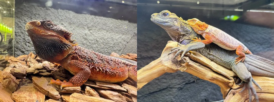 首届Q宠・佛山宠博会圆满收官！贵州百草轩产品广受好评，海内外客商齐聚洽谈代理合作