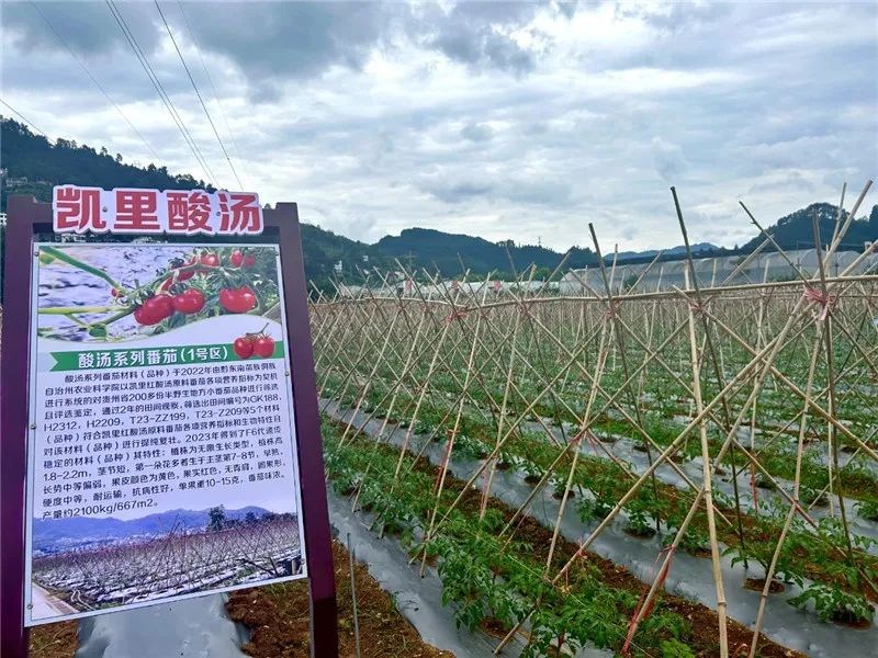 走进“专精特新” | 玉梦集团:以工业赋能非遗酸汤 书写贵州特色食品高质量发展新答卷 走进“专精特新” | 玉梦集团:以工业赋能非遗酸汤 书写贵州特色食品高质量发展新答卷