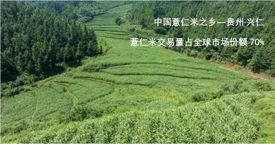 “薏气”品牌正式发布，科技赋能兴仁薏仁米迈向高端化发展