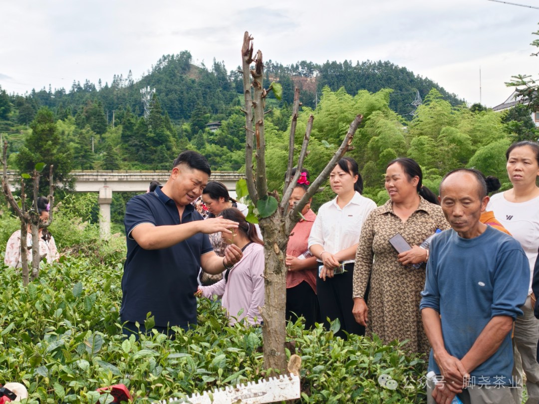 茶技培训送下乡 赋能茶山促振兴——脚尧茶业赴望丰乡开展茶园管护技能培训 茶技培训送下乡 赋能茶山促振兴——脚尧茶业赴望丰乡开展茶园管护技能培训