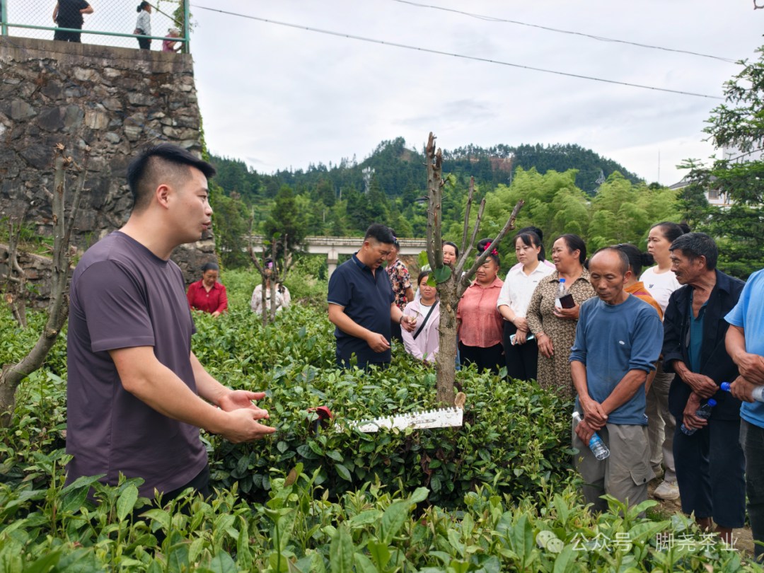 茶技培训送下乡 赋能茶山促振兴——脚尧茶业赴望丰乡开展茶园管护技能培训 茶技培训送下乡 赋能茶山促振兴——脚尧茶业赴望丰乡开展茶园管护技能培训